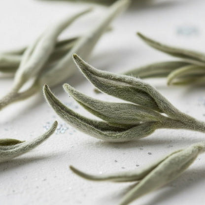 Bai Mu Dan The Essence of Early Spring